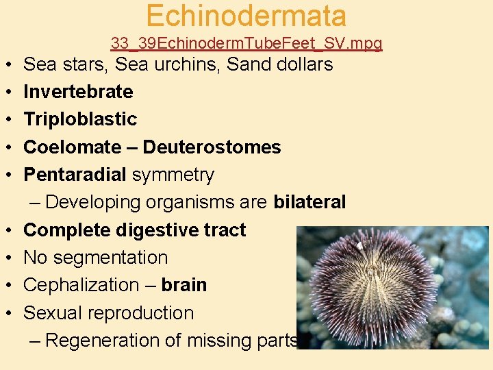 Echinodermata 33_39 Echinoderm. Tube. Feet_SV. mpg • • • Sea stars, Sea urchins, Sand