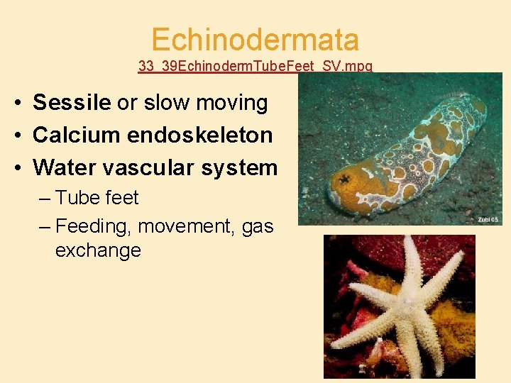 Echinodermata 33_39 Echinoderm. Tube. Feet_SV. mpg • Sessile or slow moving • Calcium endoskeleton
