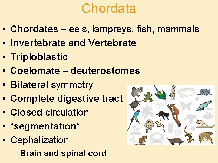 Chordata • • • Chordates – eels, lampreys, fish, mammals Invertebrate and Vertebrate Triploblastic