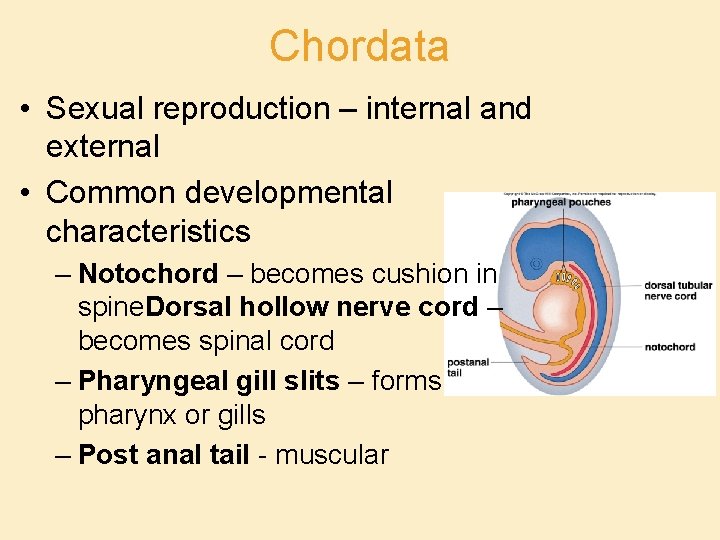 Chordata • Sexual reproduction – internal and external • Common developmental characteristics – Notochord