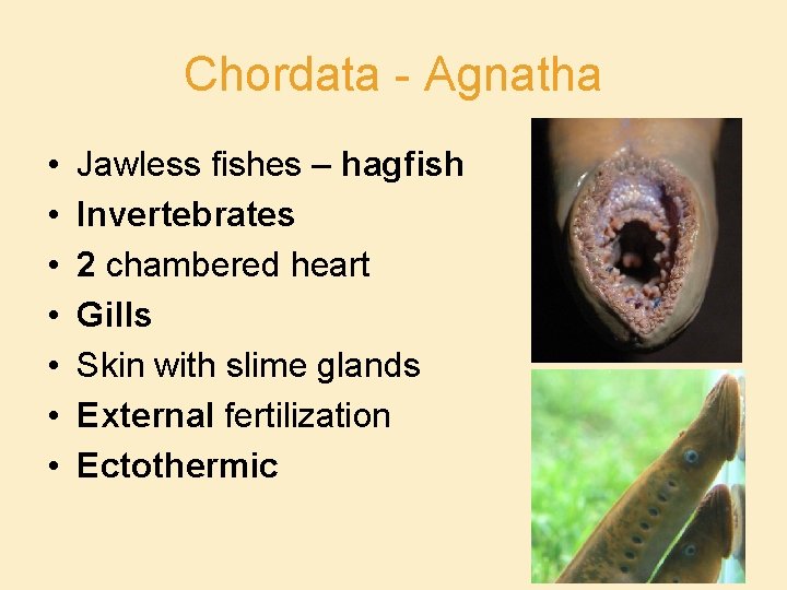 Chordata - Agnatha • • Jawless fishes – hagfish Invertebrates 2 chambered heart Gills