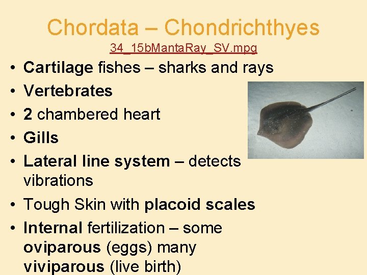 Chordata – Chondrichthyes 34_15 b. Manta. Ray_SV. mpg • • • Cartilage fishes –
