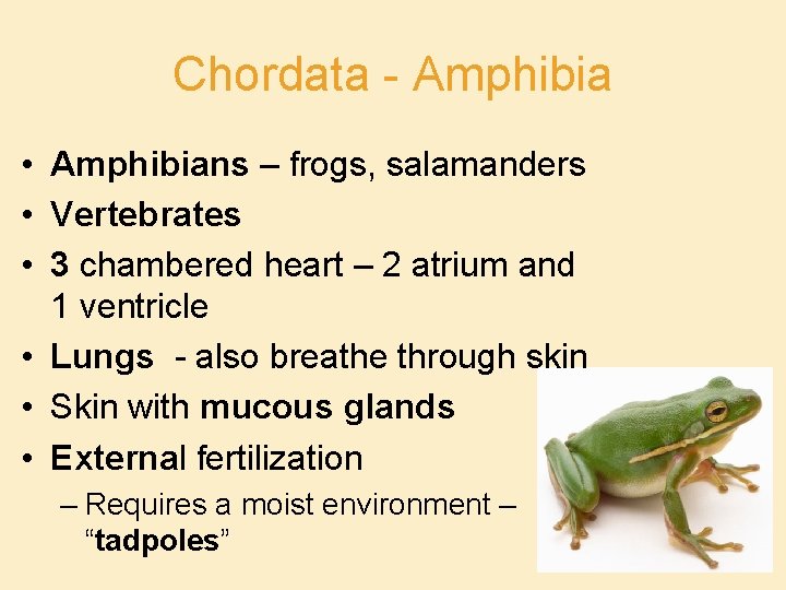 Chordata - Amphibia • Amphibians – frogs, salamanders • Vertebrates • 3 chambered heart