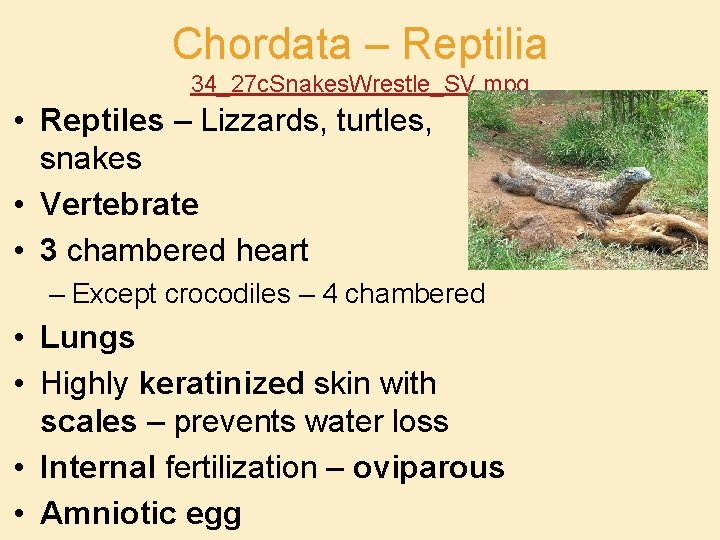 Chordata – Reptilia 34_27 c. Snakes. Wrestle_SV. mpg • Reptiles – Lizzards, turtles, snakes