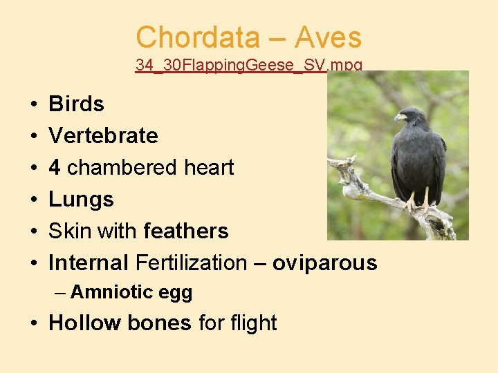 Chordata – Aves 34_30 Flapping. Geese_SV. mpg • • • Birds Vertebrate 4 chambered