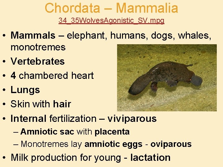Chordata – Mammalia 34_35 Wolves. Agonistic_SV. mpg • Mammals – elephant, humans, dogs, whales,