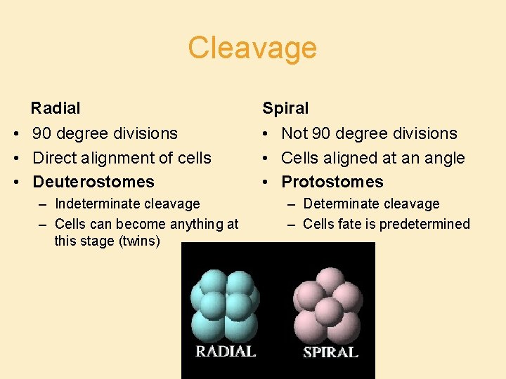 Cleavage Radial • 90 degree divisions • Direct alignment of cells • Deuterostomes –