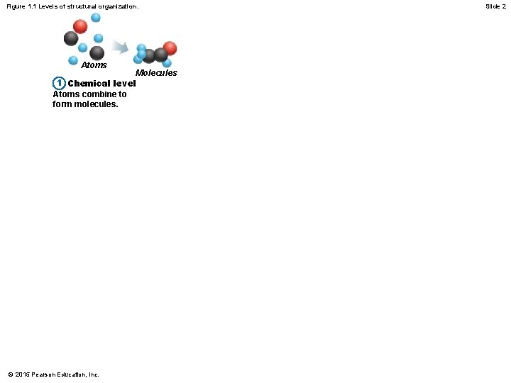 Figure 1. 1 Levels of structural organization. Atoms Molecules 1 Chemical level Atoms combine