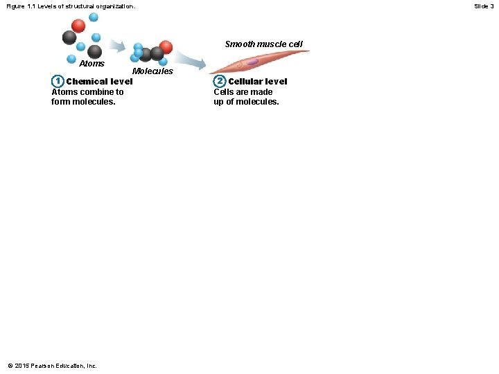 Figure 1. 1 Levels of structural organization. Slide 3 Smooth muscle cell Atoms Molecules Figure 1. 1 Levels of structural organization. Slide 3 Smooth muscle cell Atoms Molecules