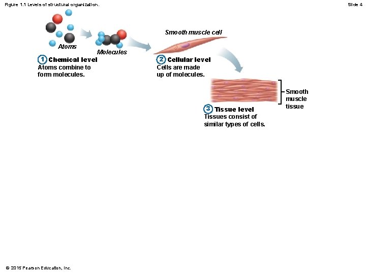 Figure 1. 1 Levels of structural organization. Slide 4 Smooth muscle cell Atoms Molecules Figure 1. 1 Levels of structural organization. Slide 4 Smooth muscle cell Atoms Molecules