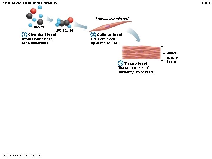 Figure 1. 1 Levels of structural organization. Slide 4 Smooth muscle cell Atoms Molecules