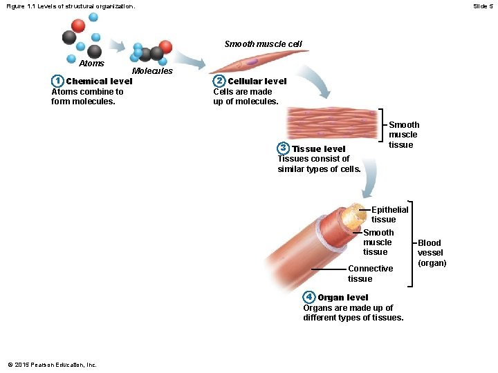 Figure 1. 1 Levels of structural organization. Slide 5 Smooth muscle cell Atoms Molecules
