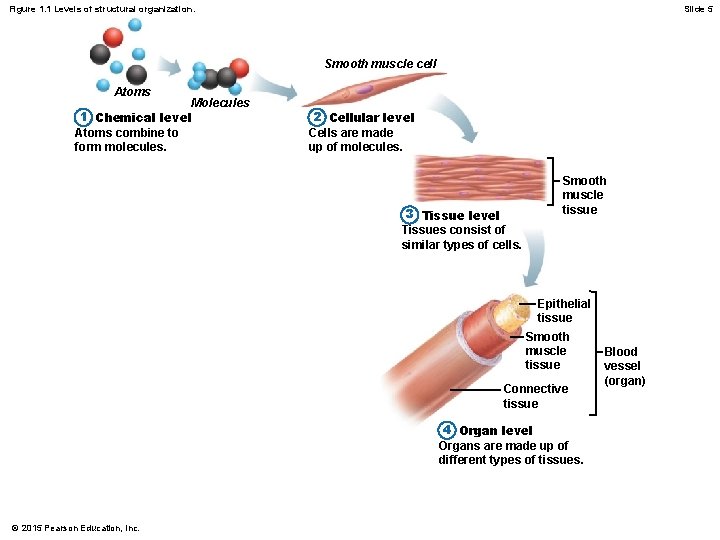 Figure 1. 1 Levels of structural organization. Slide 5 Smooth muscle cell Atoms Molecules Figure 1. 1 Levels of structural organization. Slide 5 Smooth muscle cell Atoms Molecules