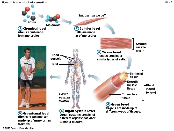 Figure 1. 1 Levels of structural organization. Slide 7 Smooth muscle cell Atoms Molecules Figure 1. 1 Levels of structural organization. Slide 7 Smooth muscle cell Atoms Molecules