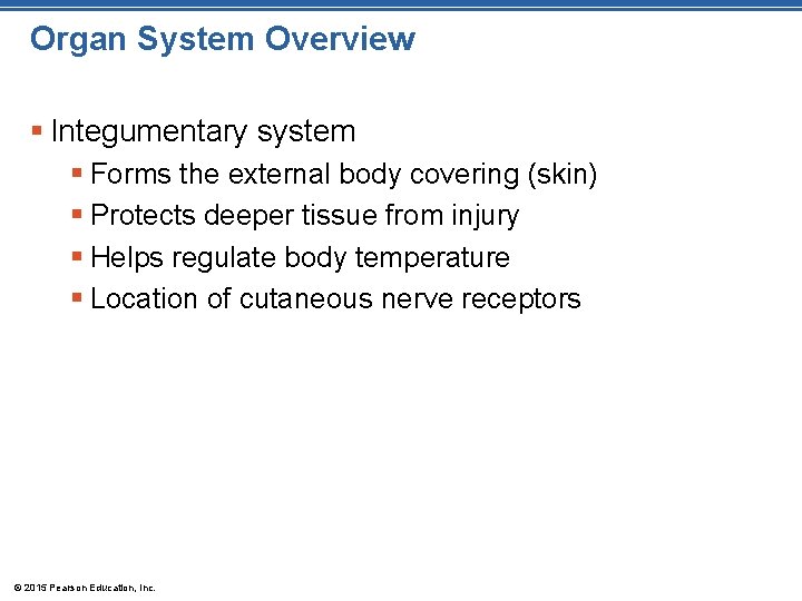 Organ System Overview § Integumentary system § Forms the external body covering (skin) §