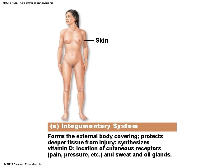 Figure 1. 2 a The body’s organ systems. Skin (a) Integumentary System Forms the Figure 1. 2 a The body’s organ systems. Skin (a) Integumentary System Forms the