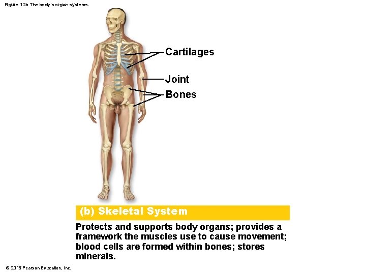 Figure 1. 2 b The body’s organ systems. Cartilages Joint Bones (b) Skeletal System Figure 1. 2 b The body’s organ systems. Cartilages Joint Bones (b) Skeletal System
