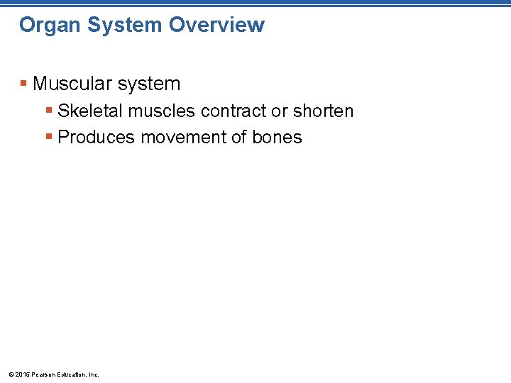 Organ System Overview § Muscular system § Skeletal muscles contract or shorten § Produces