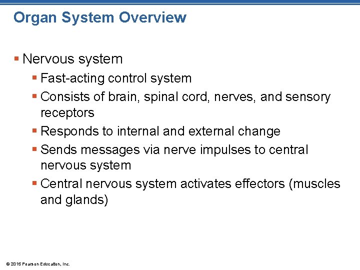 Organ System Overview § Nervous system § Fast-acting control system § Consists of brain,