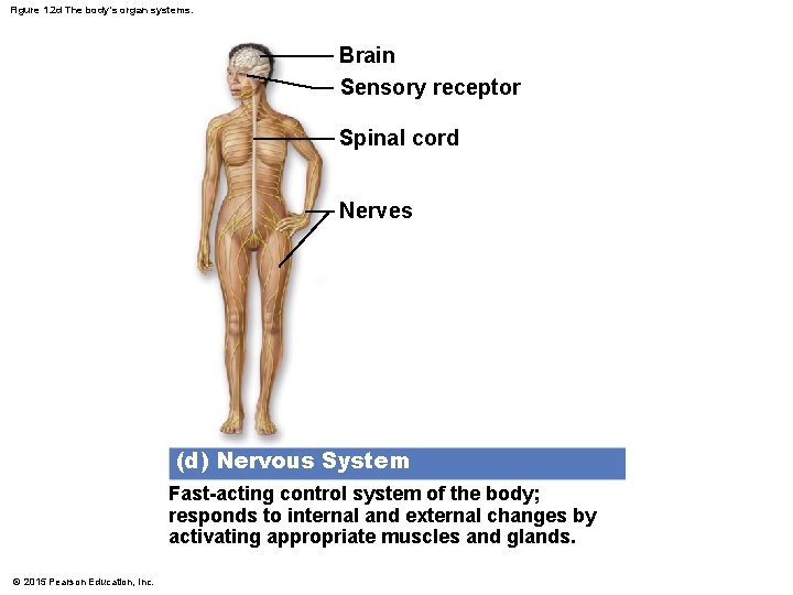 Figure 1. 2 d The body’s organ systems. Brain Sensory receptor Spinal cord Nerves