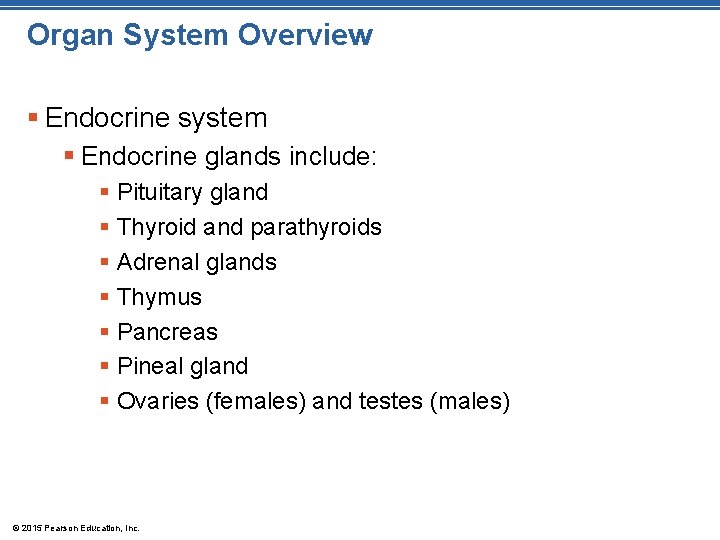 Organ System Overview § Endocrine system § Endocrine glands include: § Pituitary gland §