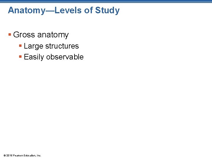 Anatomy—Levels of Study § Gross anatomy § Large structures § Easily observable © 2015