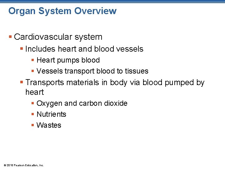 Organ System Overview § Cardiovascular system § Includes heart and blood vessels § Heart