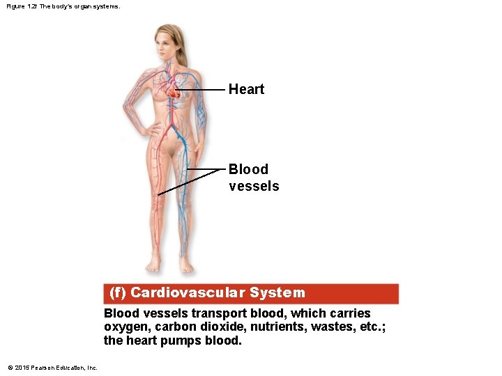 Figure 1. 2 f The body’s organ systems. Heart Blood vessels (f) Cardiovascular System Figure 1. 2 f The body’s organ systems. Heart Blood vessels (f) Cardiovascular System