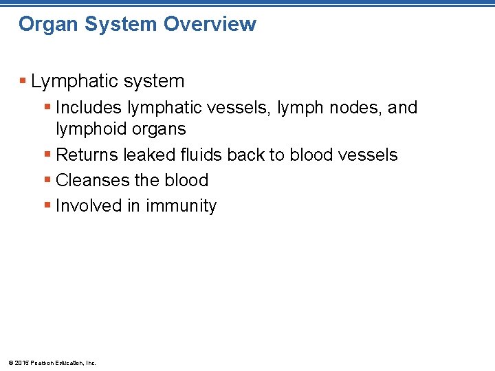 Organ System Overview § Lymphatic system § Includes lymphatic vessels, lymph nodes, and lymphoid Organ System Overview § Lymphatic system § Includes lymphatic vessels, lymph nodes, and lymphoid