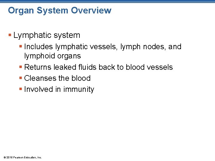 Organ System Overview § Lymphatic system § Includes lymphatic vessels, lymph nodes, and lymphoid