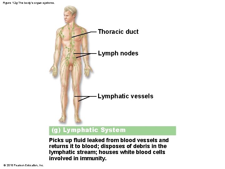 Figure 1. 2 g The body’s organ systems. Thoracic duct Lymph nodes Lymphatic vessels