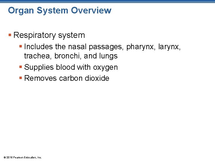 Organ System Overview § Respiratory system § Includes the nasal passages, pharynx, larynx, trachea,