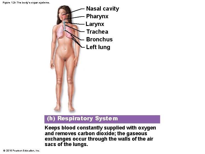 Figure 1. 2 h The body’s organ systems. Nasal cavity Pharynx Larynx Trachea Bronchus