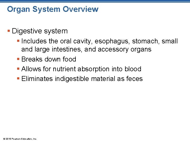 Organ System Overview § Digestive system § Includes the oral cavity, esophagus, stomach, small