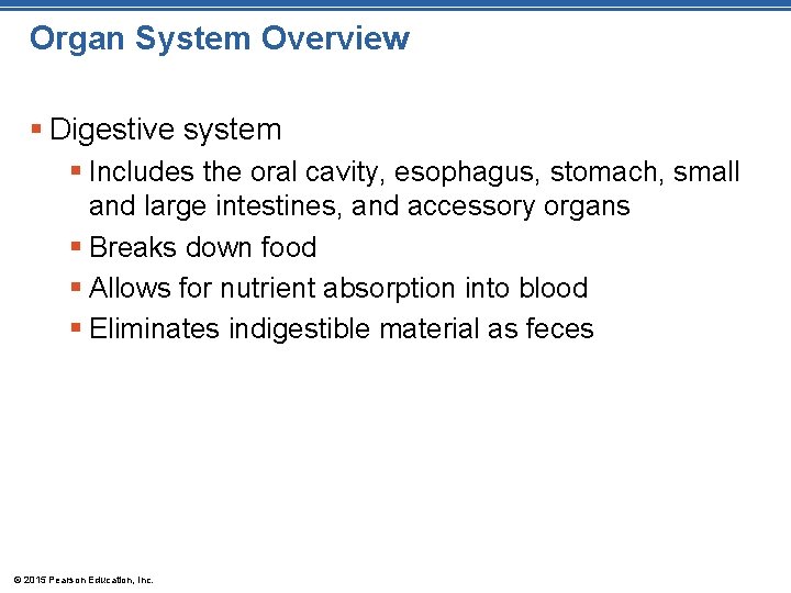 Organ System Overview § Digestive system § Includes the oral cavity, esophagus, stomach, small Organ System Overview § Digestive system § Includes the oral cavity, esophagus, stomach, small