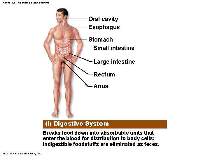 Figure 1. 2 i The body’s organ systems. Oral cavity Esophagus Stomach Small intestine