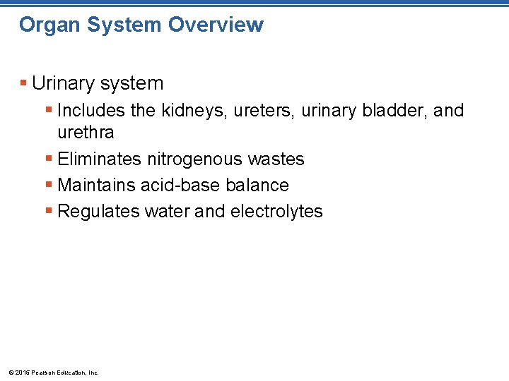 Organ System Overview § Urinary system § Includes the kidneys, ureters, urinary bladder, and