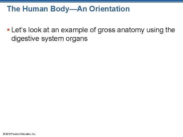 The Human Body—An Orientation § Let’s look at an example of gross anatomy using