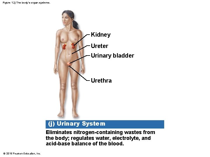 Figure 1. 2 j The body’s organ systems. Kidney Ureter Urinary bladder Urethra (j) Figure 1. 2 j The body’s organ systems. Kidney Ureter Urinary bladder Urethra (j)