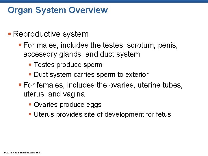 Organ System Overview § Reproductive system § For males, includes the testes, scrotum, penis,