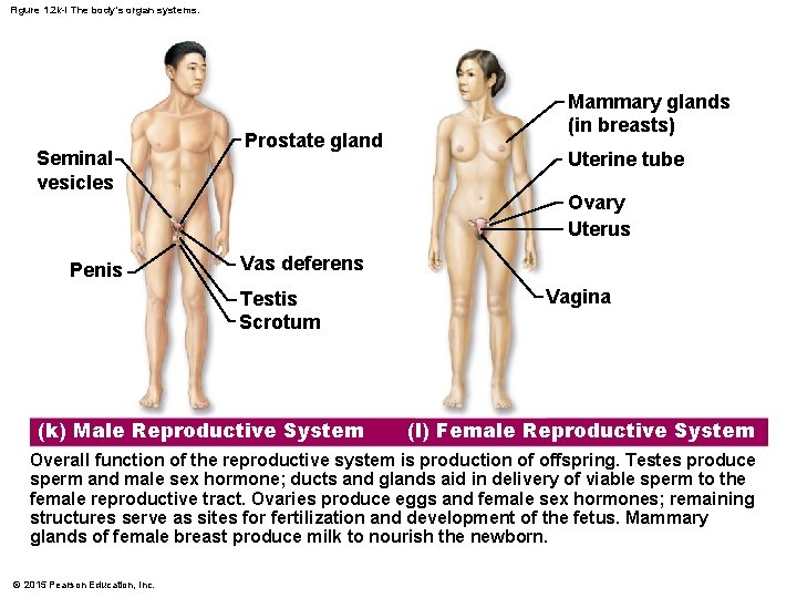 Figure 1. 2 k-l The body’s organ systems. Seminal vesicles Penis Prostate gland Mammary