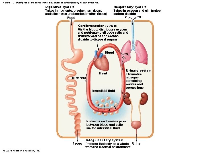 Figure 1. 3 Examples of selected interrelationships among body organ systems. Digestive system Takes Figure 1. 3 Examples of selected interrelationships among body organ systems. Digestive system Takes