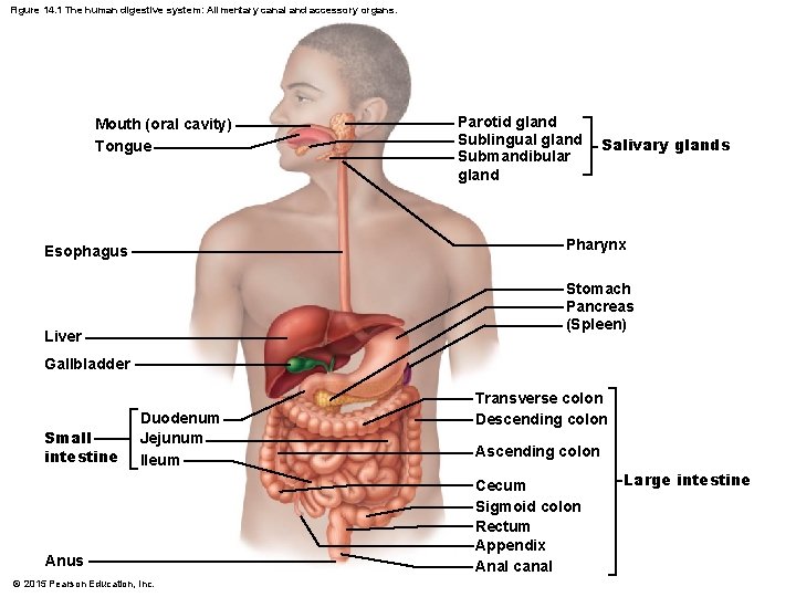 Figure 14. 1 The human digestive system: Alimentary canal and accessory organs. Mouth (oral Figure 14. 1 The human digestive system: Alimentary canal and accessory organs. Mouth (oral