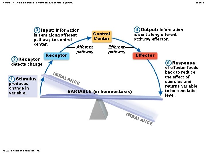 Figure 1. 4 The elements of a homeostatic control system. Slide 1 4 Output: