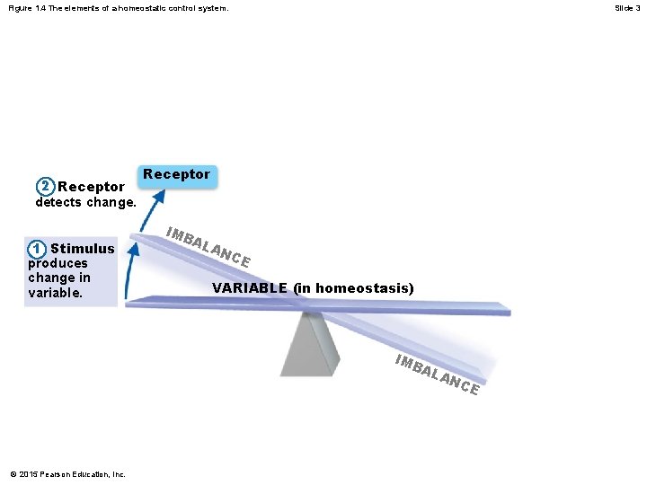 Figure 1. 4 The elements of a homeostatic control system. 2 Receptor detects change. Figure 1. 4 The elements of a homeostatic control system. 2 Receptor detects change.