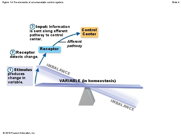 Figure 1. 4 The elements of a homeostatic control system. Slide 4 3 Input: