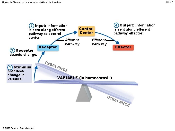 Figure 1. 4 The elements of a homeostatic control system. Slide 5 4 Output: