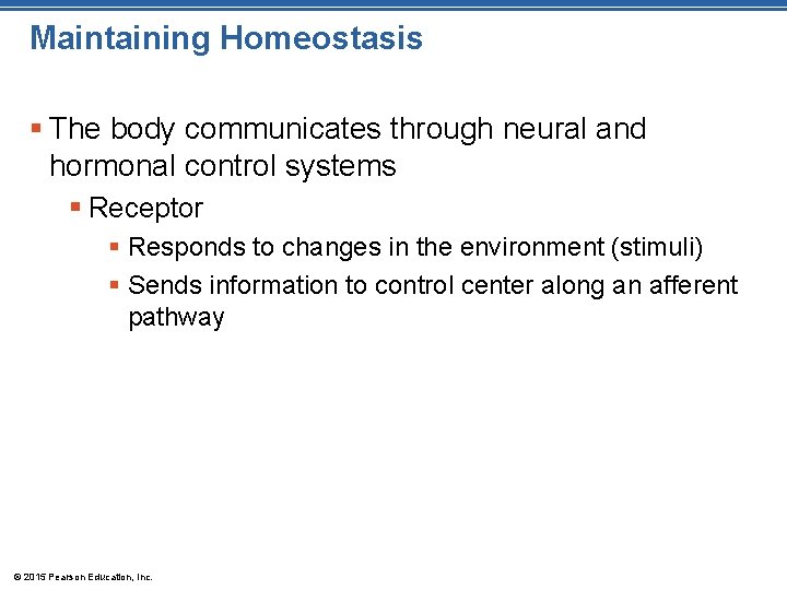 Maintaining Homeostasis § The body communicates through neural and hormonal control systems § Receptor