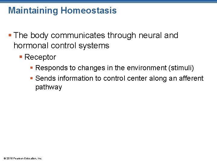Maintaining Homeostasis § The body communicates through neural and hormonal control systems § Receptor Maintaining Homeostasis § The body communicates through neural and hormonal control systems § Receptor