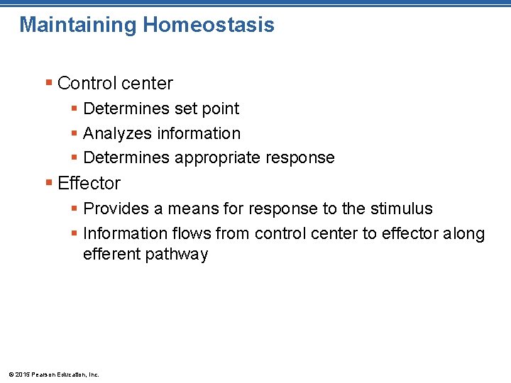 Maintaining Homeostasis § Control center § Determines set point § Analyzes information § Determines